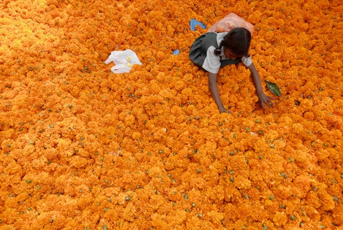 огненные блики на лужайке